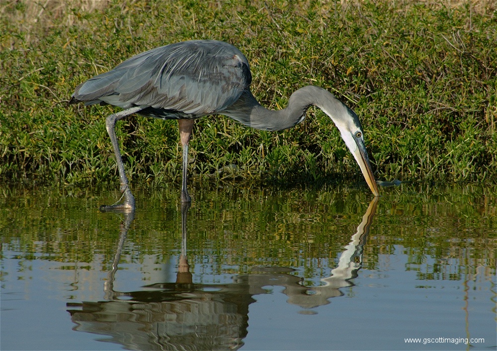 (80) Dscf2978.jpg   (1000x706)   417 Kb                                    Click to display next picture