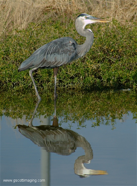 (81) Dscf2979.jpg   (532x720)   212 Kb                                    Click to display next picture