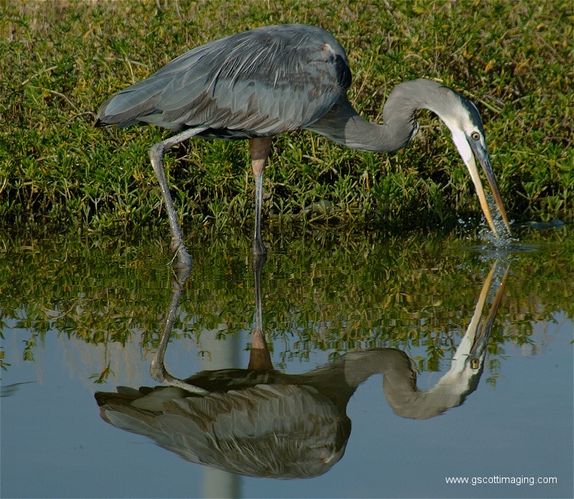 (83) Dscf2981.jpg   (827x720)   332 Kb                                    Click to display next picture