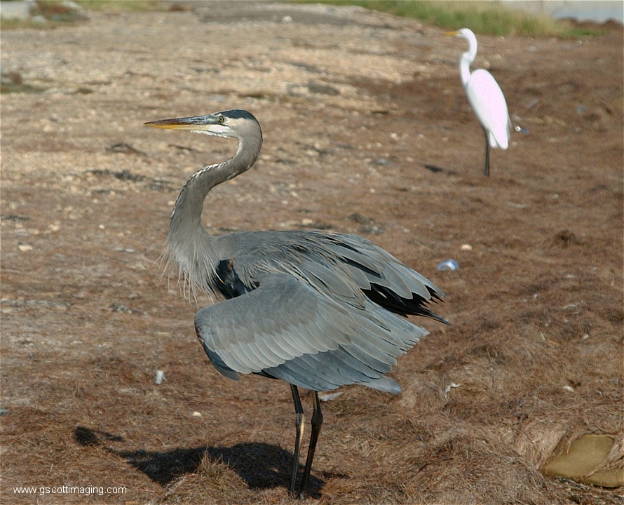 (85) Dscf2951.jpg   (890x720)   273 Kb                                    Click to display next picture