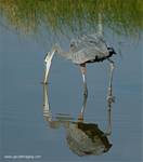 (57) Dscf2954.jpg    (637x720)    290 KB                              click to see enlarged picture