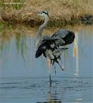 (68) Dscf2964.jpg    (651x720)    331 KB                              click to see enlarged picture