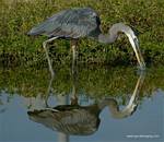 (83) Dscf2981.jpg    (827x720)    332 KB                              click to see enlarged picture