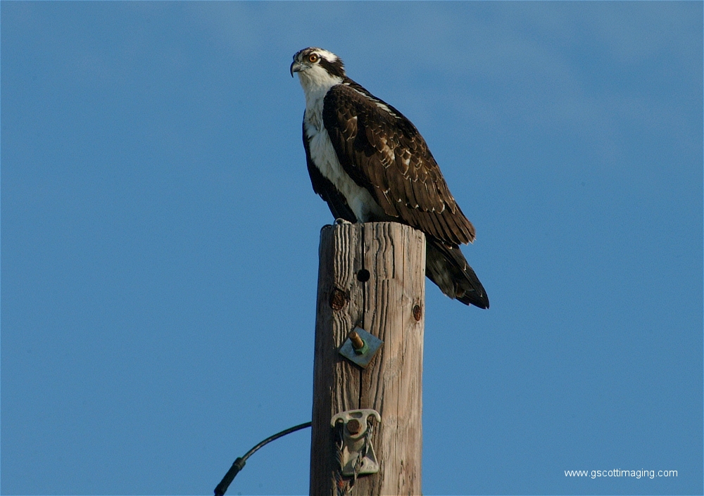 (01) Dscf2848.jpg   (1000x705)   406 Kb                                    Click to display next picture