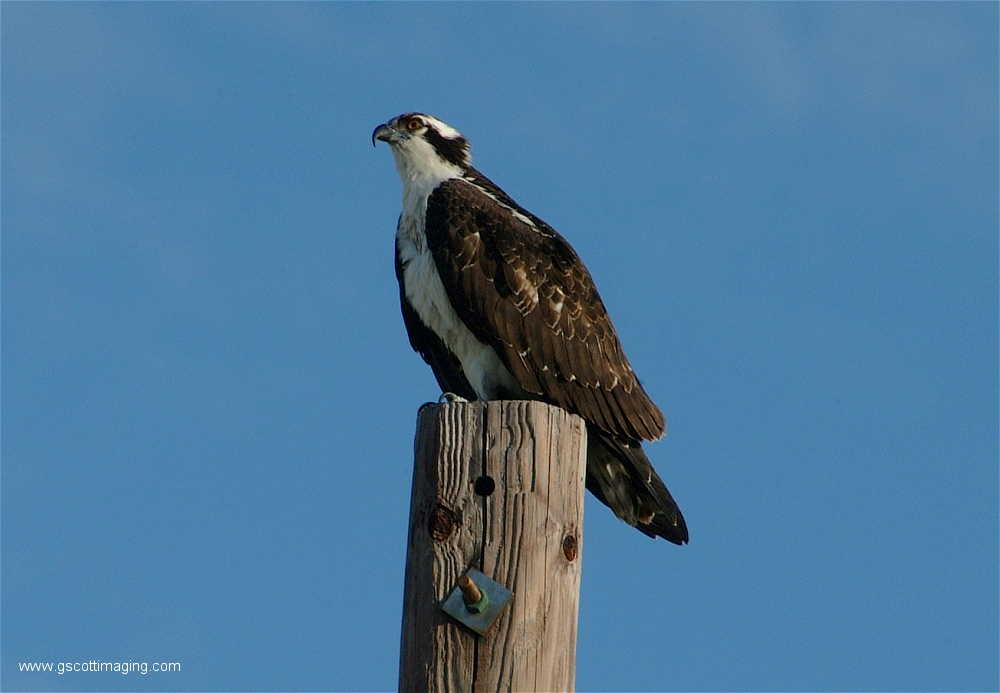 (02) Dscf2849.jpg   (1000x693)   399 Kb                                    Click to display next picture