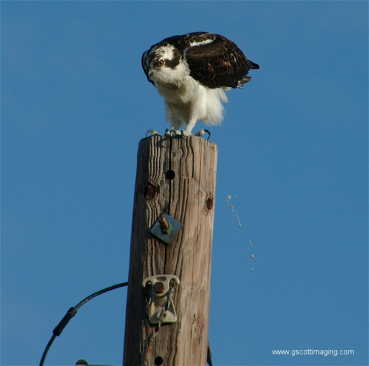 (03) Dscf2850.jpg   (726x720)   336 Kb                                    Click to display next picture