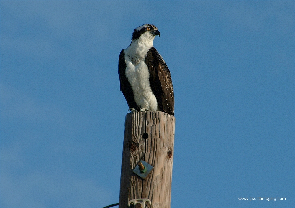 (05) Dscf2852.jpg   (1000x706)   425 Kb                                    Click to display next picture