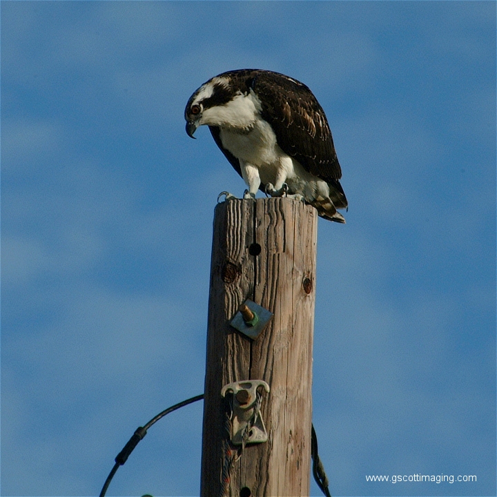 (07) Dscf2854.jpg   (720x720)   335 Kb                                    Click to display next picture