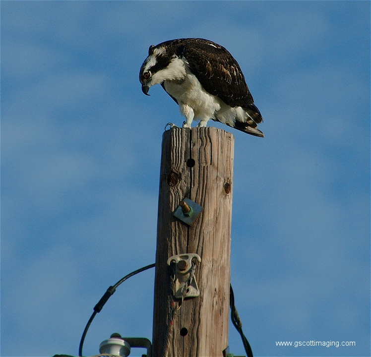 (08) Dscf2855.jpg   (748x720)   352 Kb                                    Click to display next picture