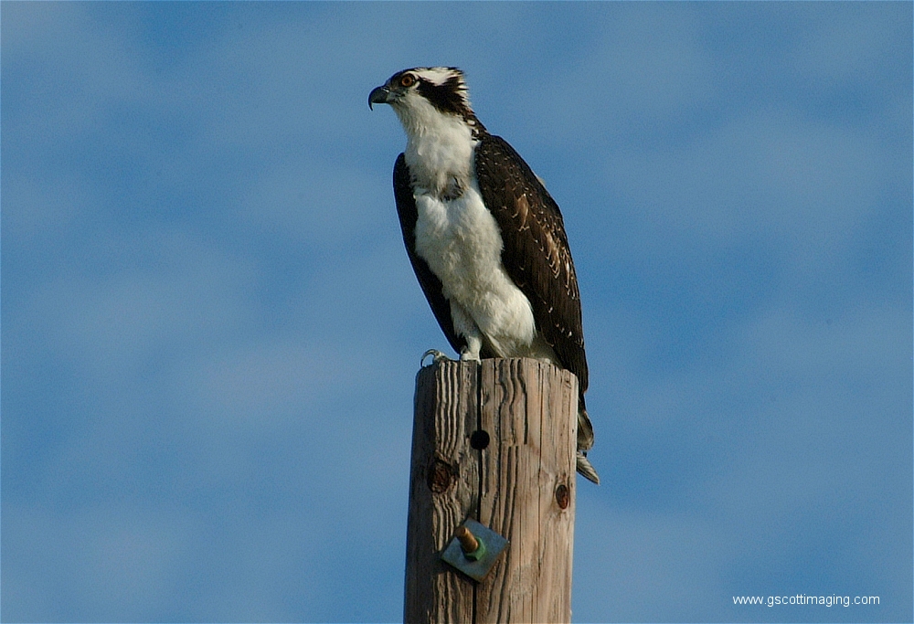 (12) Dscf2859.jpg   (1000x683)   413 Kb                                    Click to display next picture