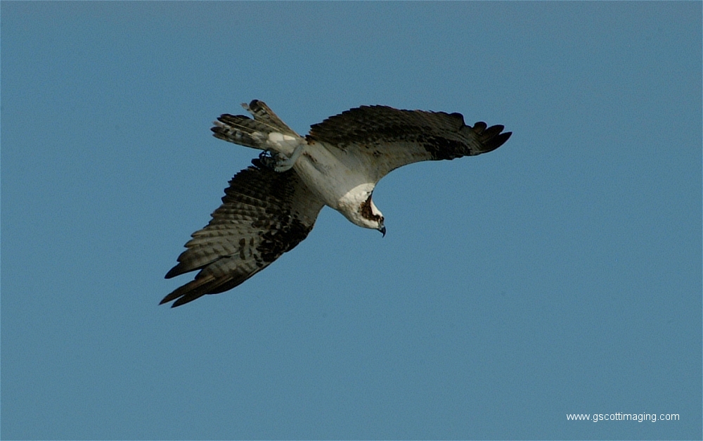 (16) Dscf2863.jpg   (1000x627)   349 Kb                                    Click to display next picture