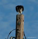 (06) Dscf2853.jpg    (695x720)    326 KB                              click to see enlarged picture