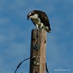 (07) Dscf2854.jpg    (720x720)    335 KB                              click to see enlarged picture