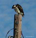 (11) Dscf2858.jpg    (687x720)    319 KB                              click to see enlarged picture