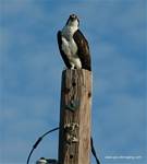 (13) Dscf2860.jpg    (649x720)    299 KB                              click to see enlarged picture