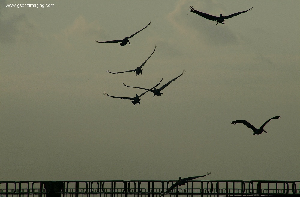 (02) Dscf2746.jpg   (1000x658)   157 Kb                                    Click to display next picture