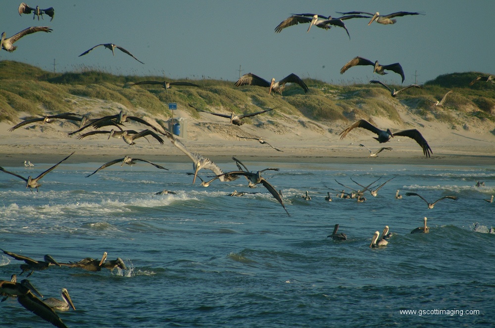 (12) Dscf2767.jpg   (1000x663)   284 Kb                                    Click to display next picture