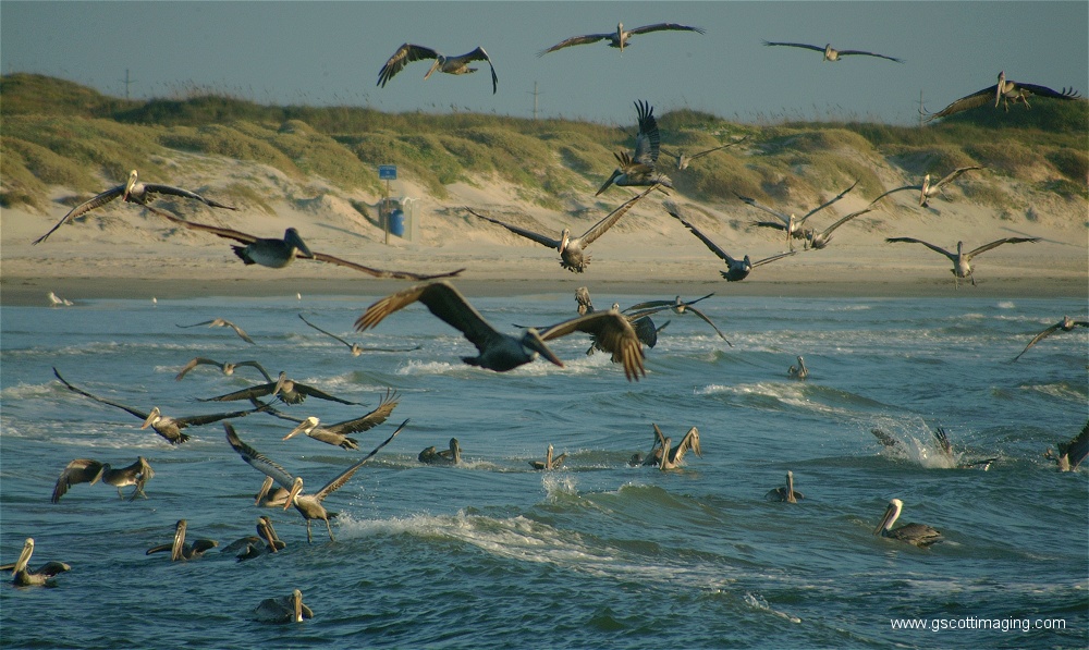 (14) Dscf2770.jpg   (1000x597)   266 Kb                                    Click to display next picture