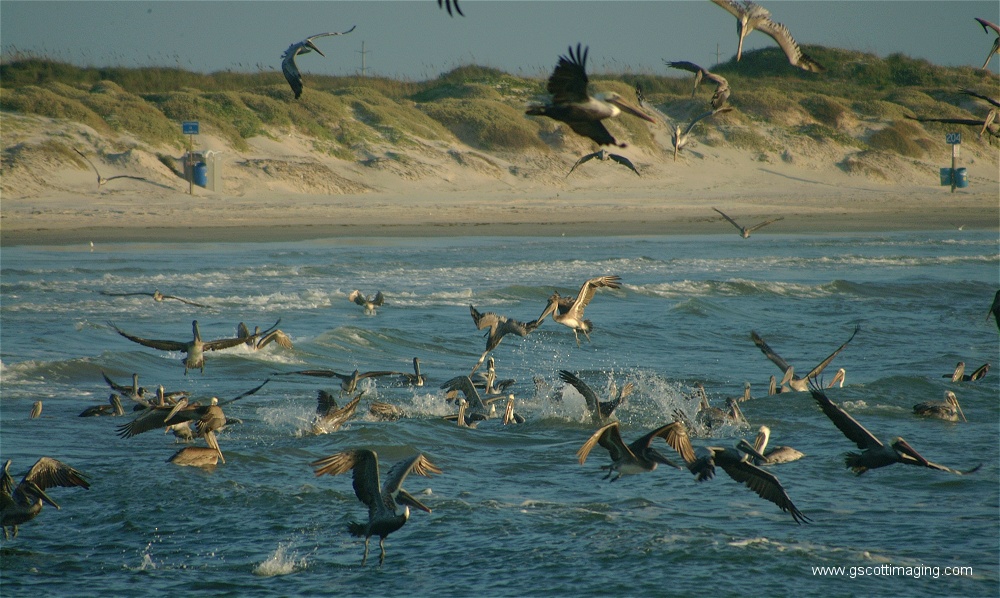 (16) Dscf2772.jpg   (1000x598)   272 Kb                                    Click to display next picture