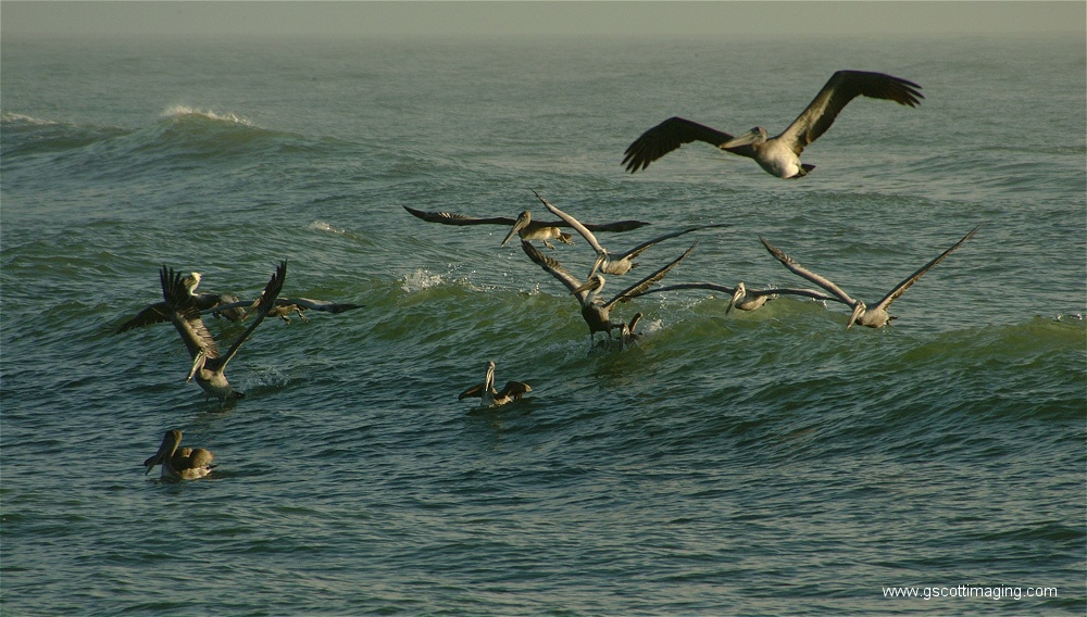 (20) Dscf2788.jpg   (1000x568)   253 Kb                                    Click to display next picture