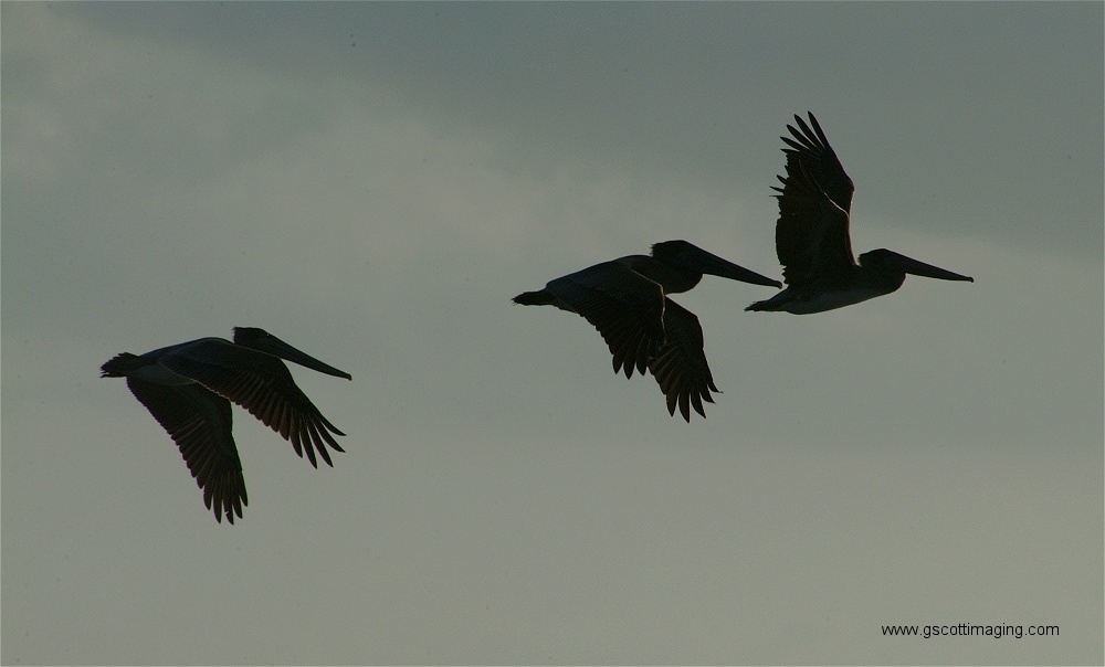 (22) Dscf2796.jpg   (1000x604)   129 Kb                                    Click to display next picture