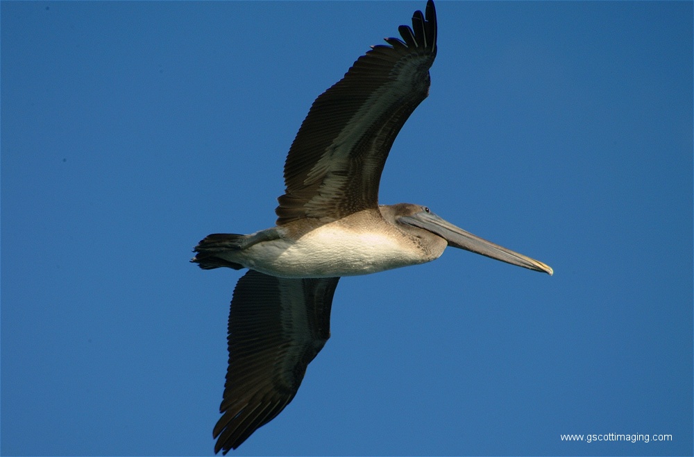 (25) Dscf2807.jpg   (1000x659)   155 Kb                                    Click to display next picture