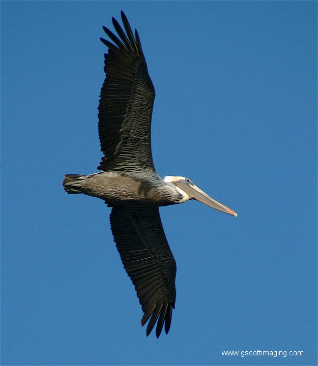 (27) Dscf2811.jpg   (625x720)   127 Kb                                    Click to display next picture