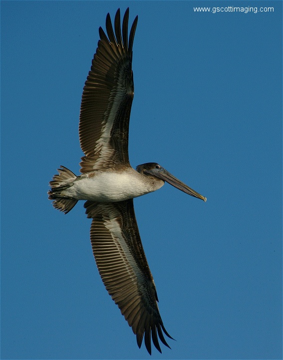 (28) Dscf2813.jpg   (567x720)   114 Kb                                    Click to display next picture