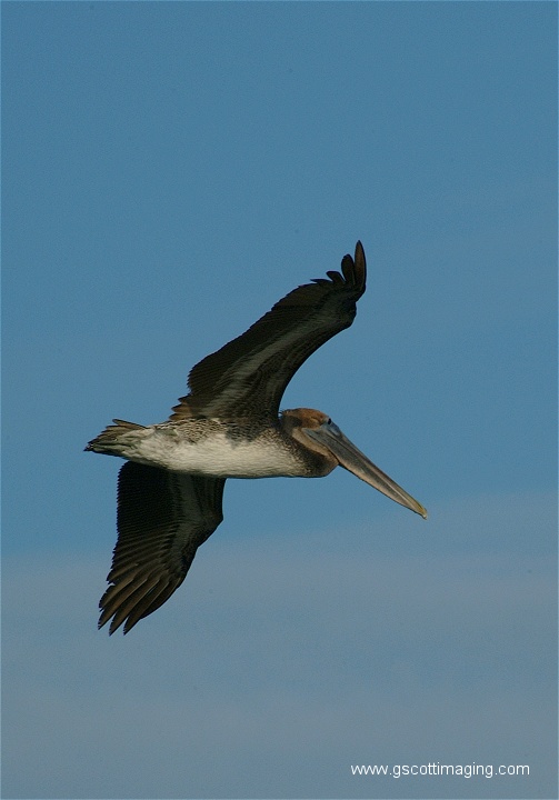 (29) Dscf2816.jpg   (503x720)   86 Kb                                    Click to display next picture