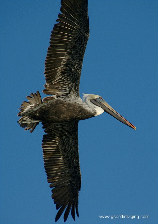 (30) Dscf2818.jpg   (509x720)   110 Kb                                    Click to display next picture