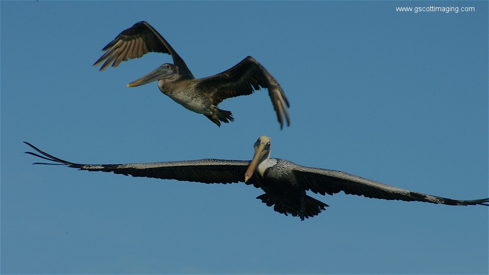 (33) Dscf2822.jpg   (1000x564)   150 Kb                                    Click to display next picture