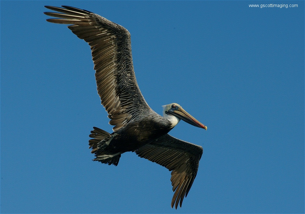 (34) Dscf2823.jpg   (1000x702)   219 Kb                                    Click to display next picture