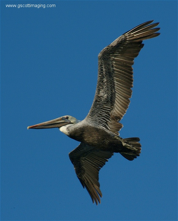 (38) Dscf2827.jpg   (580x720)   130 Kb                                    Click to display next picture