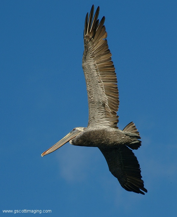 (39) Dscf2828.jpg   (588x720)   106 Kb                                    Click to display next picture