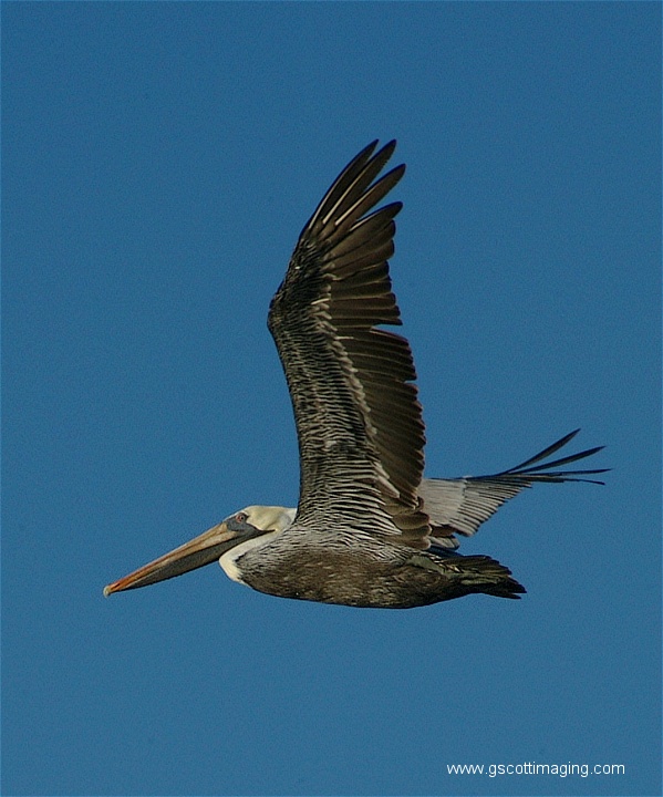 (40) Dscf2829.jpg   (599x720)   141 Kb                                    Click to display next picture