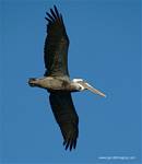 (27) Dscf2811.jpg    (625x720)    127 KB                              click to see enlarged picture