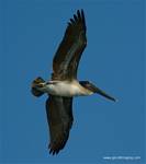 (31) Dscf2819.jpg    (639x720)    127 KB                              click to see enlarged picture