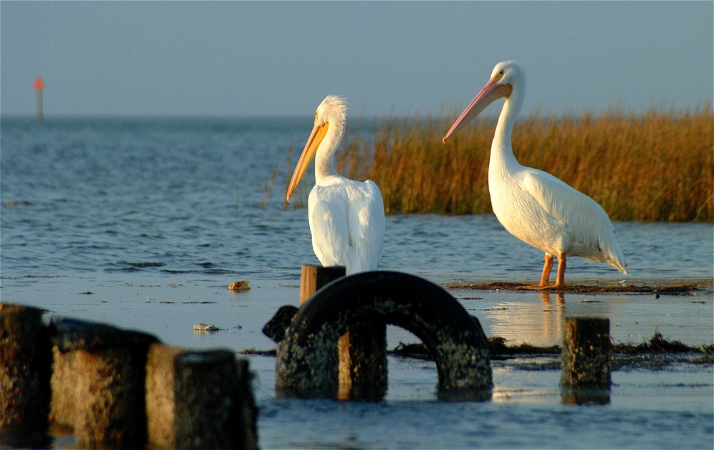 (02) Dscf0388.jpg   (1000x630)   214 Kb                                    Click to display next picture