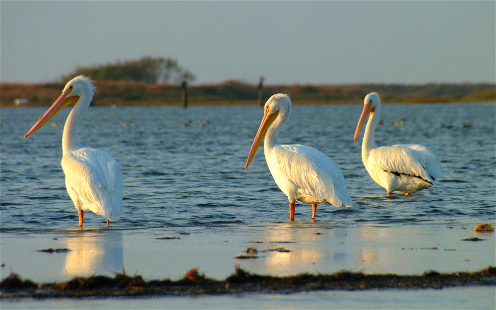 (05) Dscf0393.jpg   (1000x624)   227 Kb                                    Click to display next picture