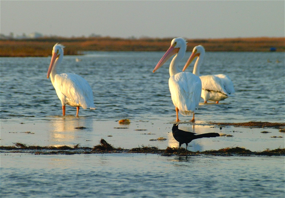 (06) Dscf0394.jpg   (1000x694)   250 Kb                                    Click to display next picture