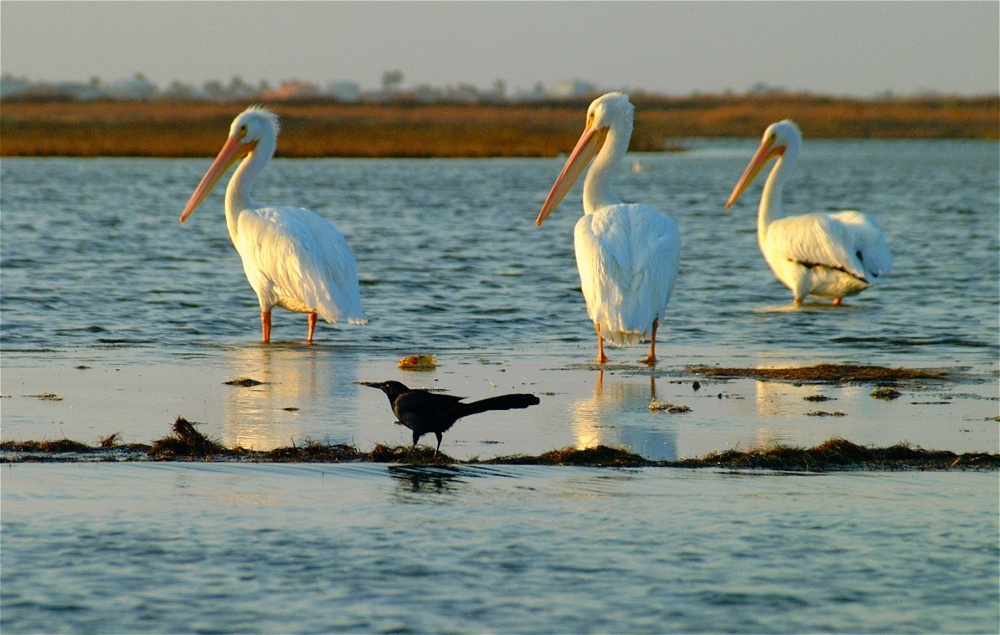 (07) Dscf0396.jpg   (1000x635)   241 Kb                                    Click to display next picture