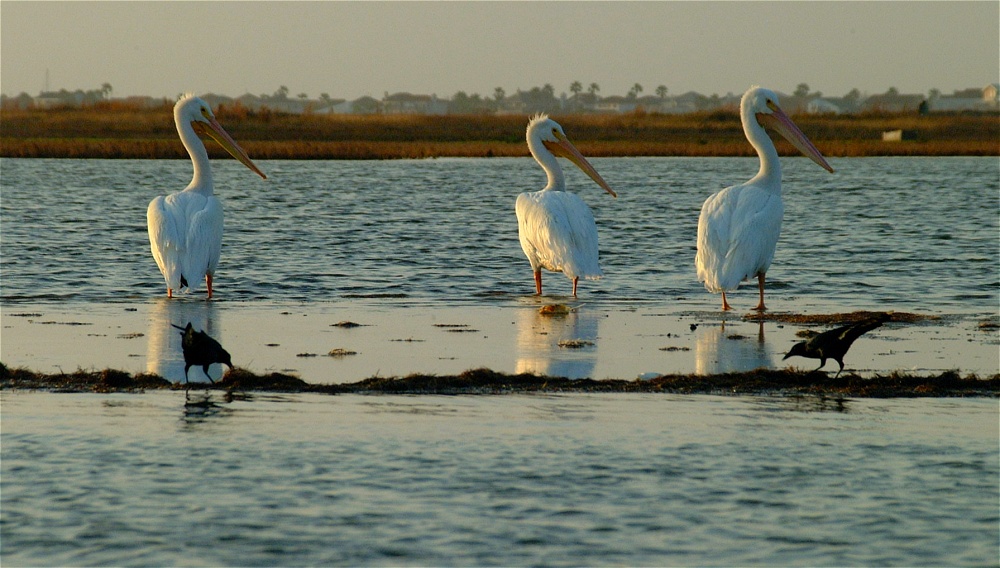 (09) Dscf0400.jpg   (1000x568)   224 Kb                                    Click to display next picture