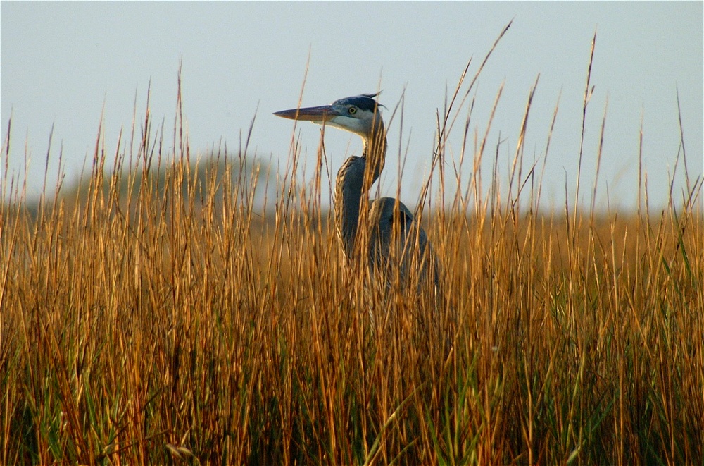 (10) Dscf0403.jpg   (1000x661)   297 Kb                                    Click to display next picture