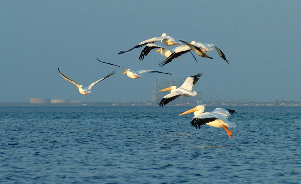 (13) Dscf0409.jpg   (1000x612)   196 Kb                                    Click to display next picture