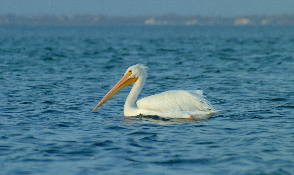 (14) Dscf0411.jpg   (1000x597)   205 Kb                                    Click to display next picture