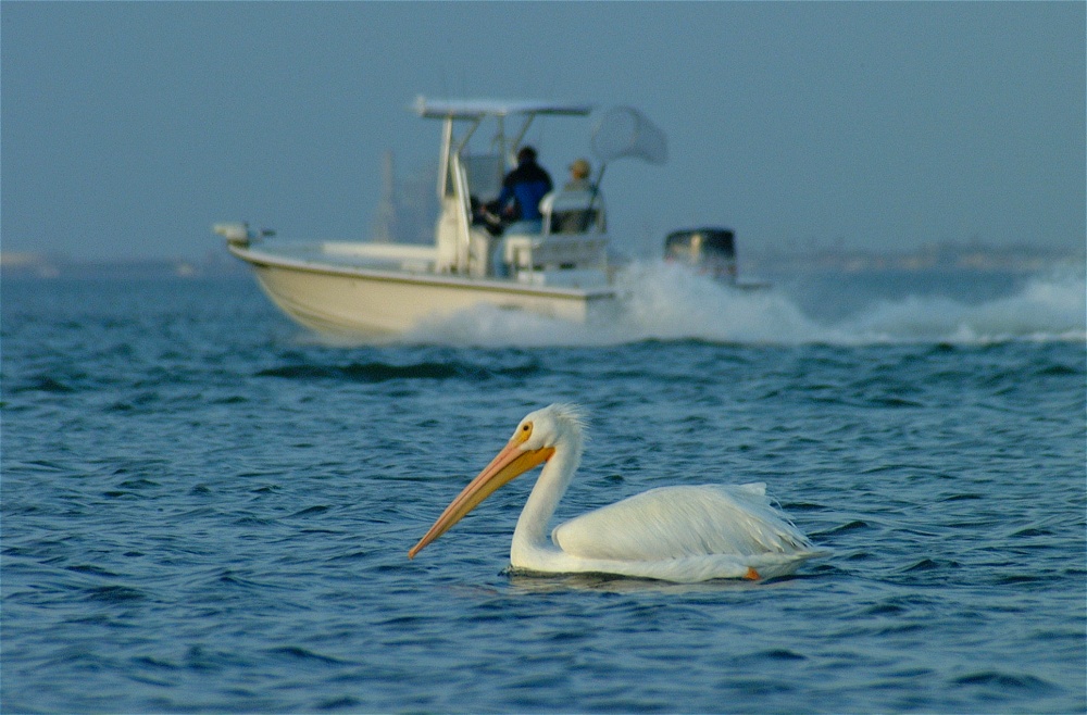 (15) Dscf0412.jpg   (1000x658)   238 Kb                                    Click to display next picture