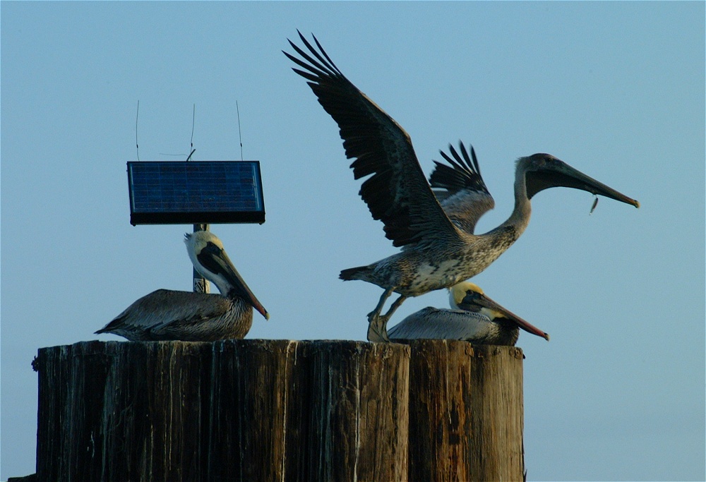 (16) Dscf0414.jpg   (1000x683)   201 Kb                                    Click to display next picture