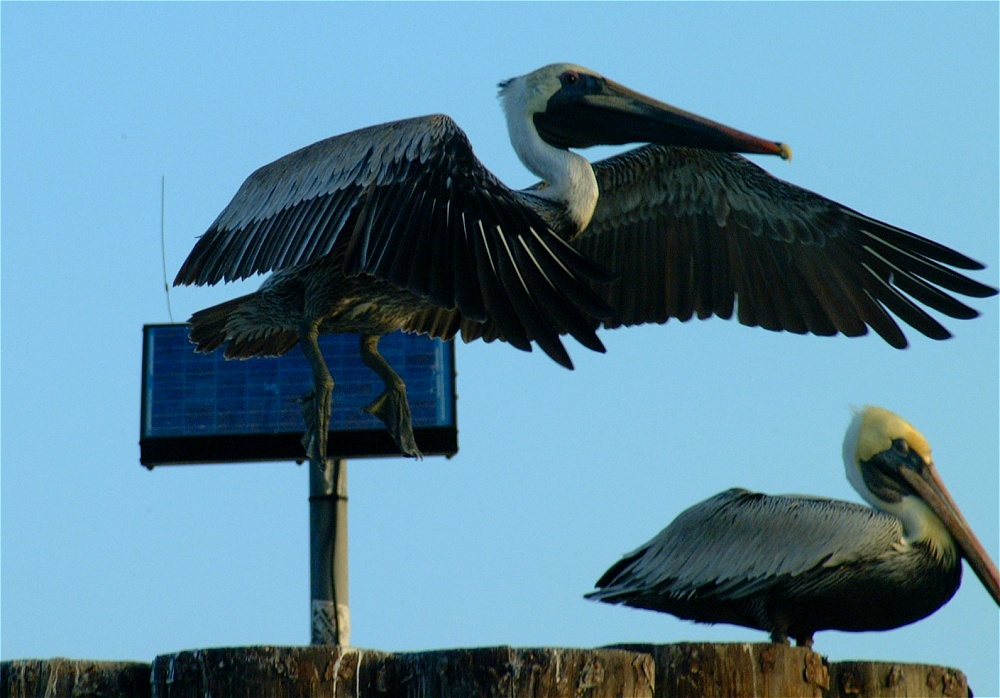 (17) Dscf0415.jpg   (1000x698)   208 Kb                                    Click to display next picture