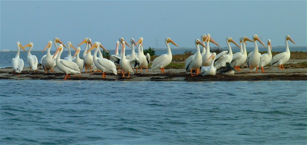 (19) Dscf0423.jpg   (1000x474)   191 Kb                                    Click to display next picture