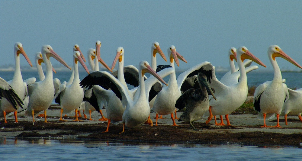 (21) Dscf0424.jpg   (1000x533)   208 Kb                                    Click to display next picture